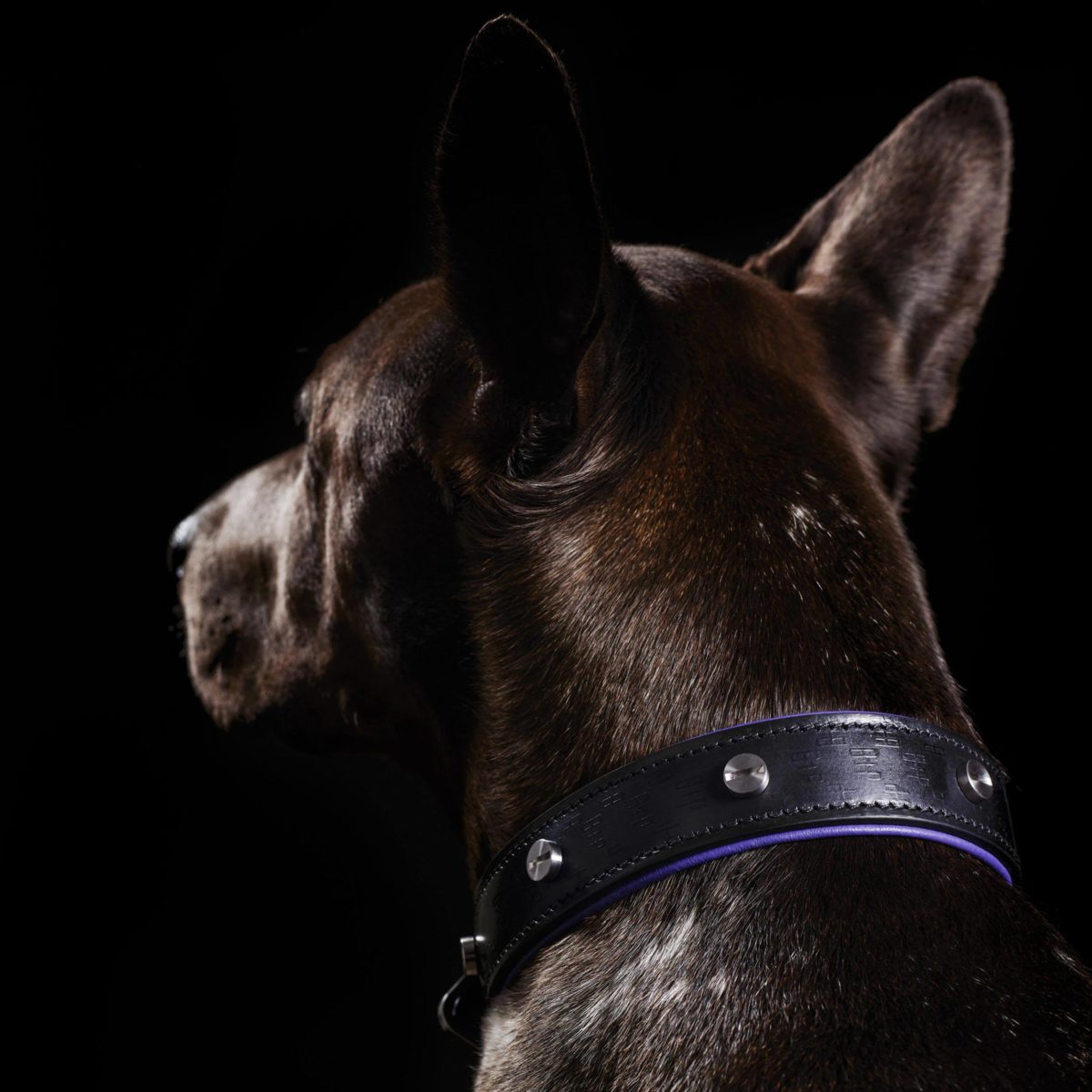 Собачий ошейник Buster and Punch Dog Collar steel 4